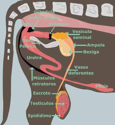 4 Trato reprodutivo do touro Os testículos do touro são os órgãos sexuais responsáveis pela produção das células sexuais masculinas conhecidas como espermatozoides.