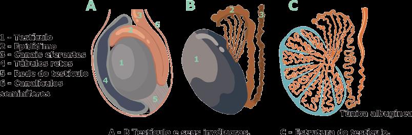 Os testículos têm duas funções principais: Produzir espermatozoides viáveis e férteis; Produzir hormônios masculinos.
