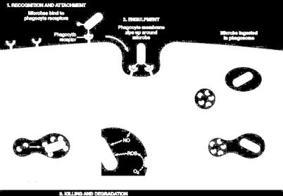 Fagocitose de microorganismos e células mortas 13 Padrões