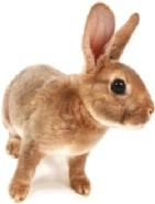 5. O coelho possui uma superfície respiratória que lhe confere maior