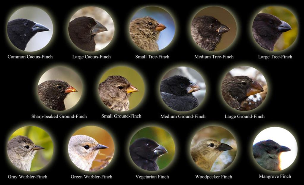 CHARLES ROBERT DARWIN (1809-1882) No arquipélago de Galápagos observou a existência de pássaros fringilídeos (os tentilhões são representantes