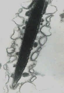 A: acrosoma; N: nucleus; E: equatorial region. (a) Spermatozoon with a swollen intact plasma membrane with plicae (arrows).