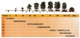 EXIGÊNCIAS CLIMÁTICAS Fatores climáticos Latitude