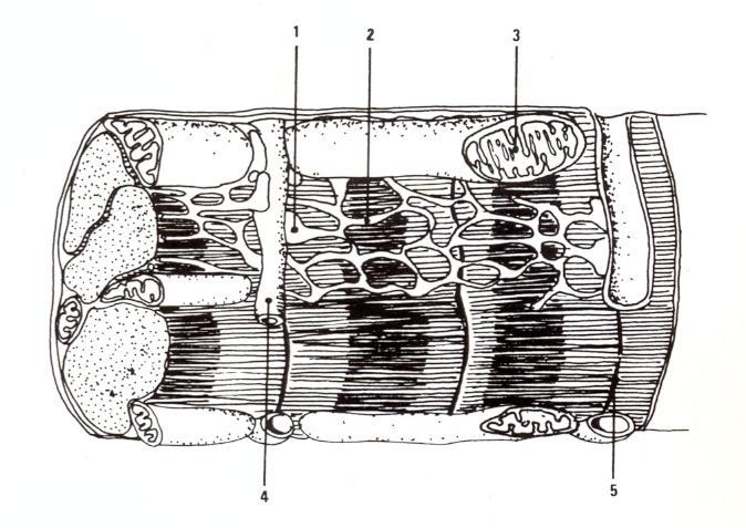 MICROSCOPIA DO MÚSCULO CARDÍACO Actas Bioq. 1989; 1:173-177 O núcleo celular apresenta uma localização central característica, entre as miofibrilhas.