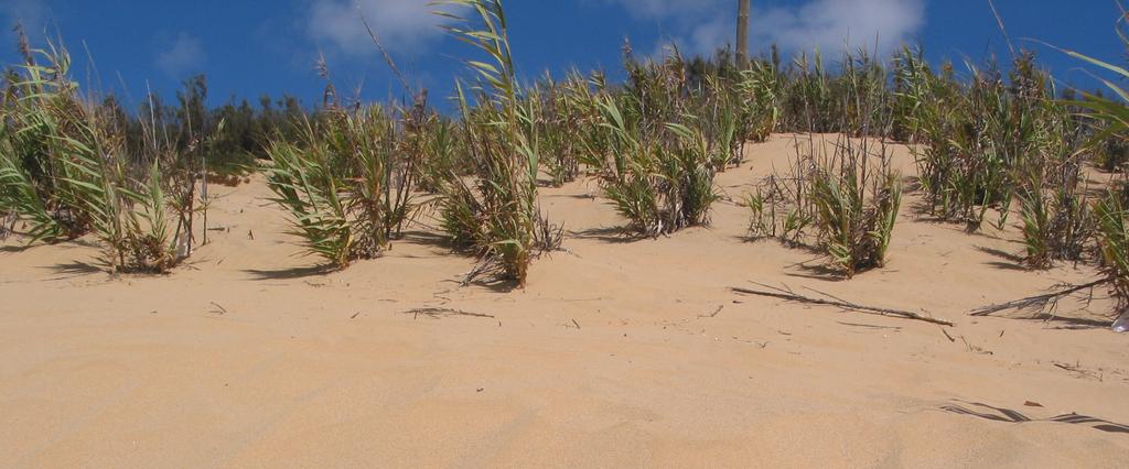 Equipamentos e Serviços Vigilância Sim* 1 Posto Socorros Sim Recolha de Lixo Sim Sanitários Sim Duche Sim Limpeza de Praia Sim Acesso a deficientes Sim Animais domésticos Não Painel informativo Sim