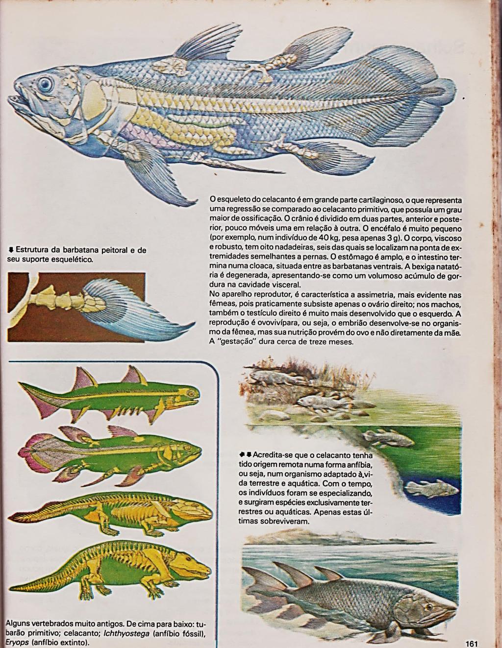 106 Figura 44b Página que descreve o celecanto como peixe