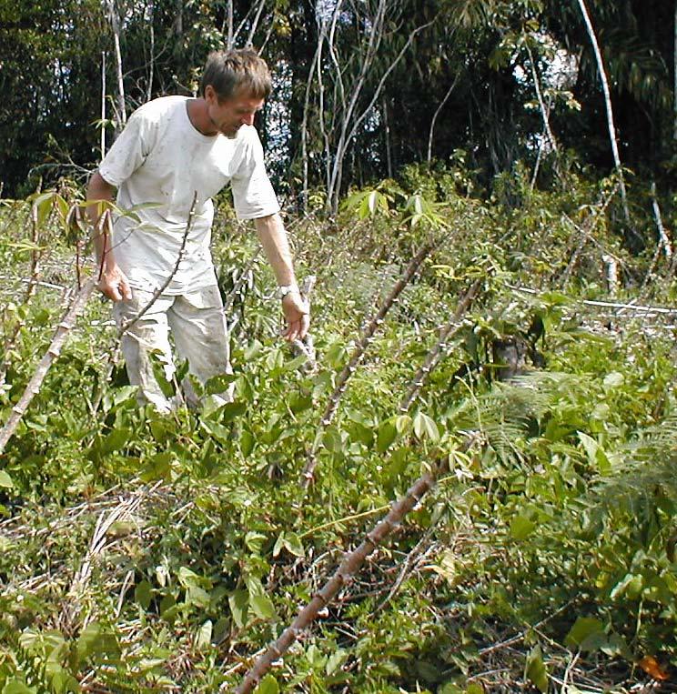 Plantio da rama de mandioca Prática indígena tradicional -