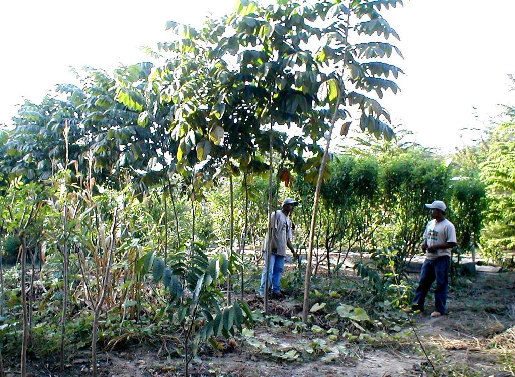 produção de biomassa (adubo