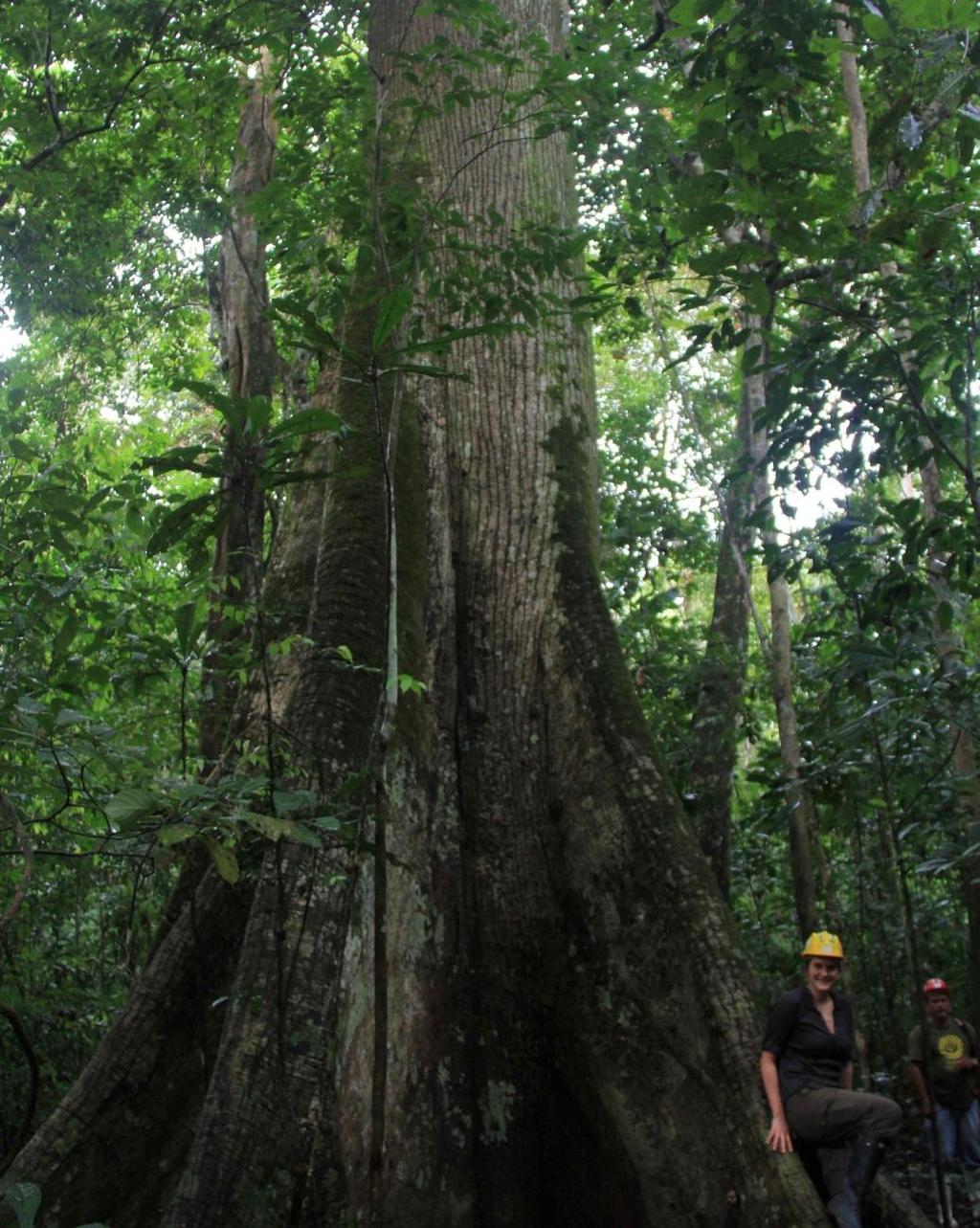 dos padrões interinos para avaliação de plantações florestais no Brasil e a Campanha de Marketing para promoção de madeira certificada FSC no setor da construção civil.