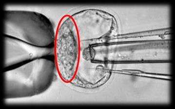 CÉLULAS-TRONCO Embrionárias: pluripotentes (capacidade de se transformar em qualquer