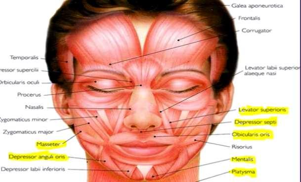 Toxina botulínica na face inferior - Depressor do septo nasal: eleva a ponta do nariz (4 a 8 unidades) - Masseter: tratamento de hipertrofia do masseter para definir o contorno facial (12 a 24