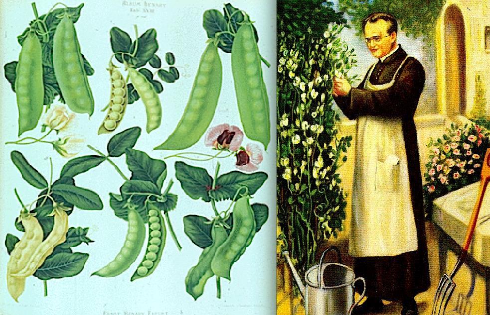 Gregor Mendel Gregor Johann Mendel (1822-1884) Princípios da hereditariedade.