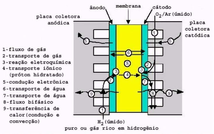 Célula a