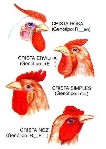 Alelo R -> crista rosa; Alelo E -> crista ervilha Alelos recessivos