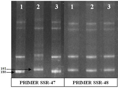 Figura 1 Padrão eletroforético de fragmentos de DNA amplificados para o marcador SSR-47 e SSR-48 em plantas de tomateiro; 1- LA- 3474,