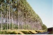 florestal: Eucalipto, espécie com elevada rentabilidade e prazos