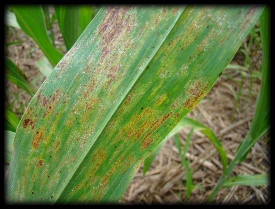 MÍLDIO Peronosclerospora sorghi Importante em campos de