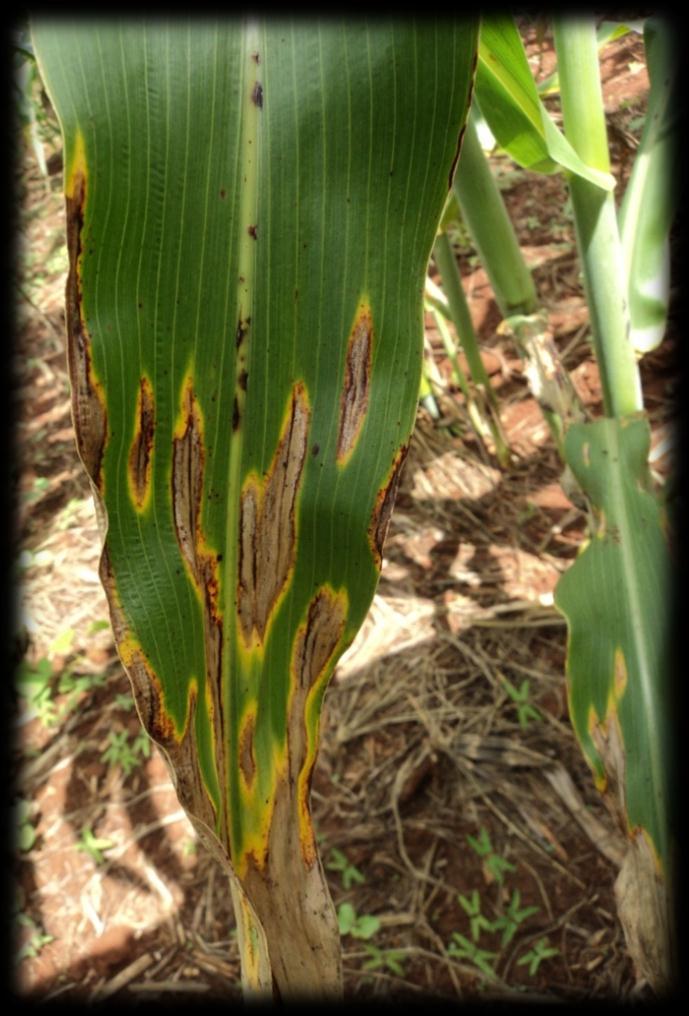 Brasil Lesões em sorgo sacarino