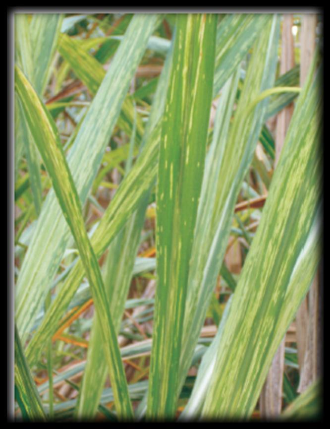 Sugarcane mosaic virus Hospedeiros: