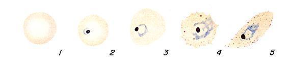 Malária: incidência no Distrito de Aveiro 35 Figura 17. Trofozóitos jovens em forma de anel de P. ovale (Coatney et al., 1971).