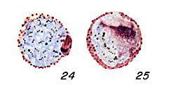 malariae, são arredondados, compactos e comportam-se de forma semelhante em relação aos corantes.