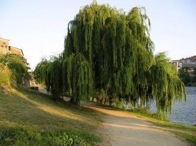 Triste sou como o salgueiro Solitário junto ao lago, Que depois da tempestade Mostra dos raios o estrago.