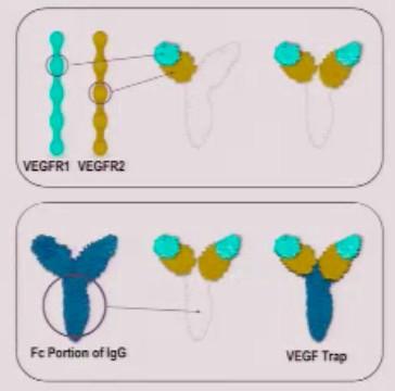 Aflibercept (VEGF Trap) Proteína de fusão dos principais domínios dos receptores VEGF 1 e 2 com