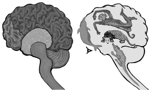EVOLUÇÃO DO CÉREBRO (Quadrune Brain) - Reptiliano (preservação, reprodução, alimentação, agressão) - Paleomamífero (emoções primárias,