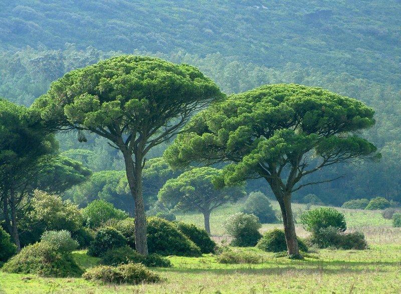 Vegetação mediterrânea ou floresta mediterrânea é um tipo de vegetação que se forma em regiões onde o clima predominante é o mediterrâneo, é