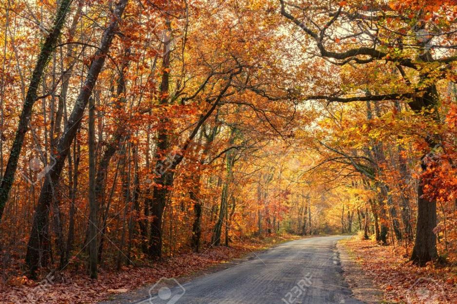 Nas médias latitudes, ou seja, nas zonas temperadas, encontramos um tipo de floresta bastante devastado, devido à intensa ocupação do solo, constituído por árvores de pequeno porte e muito espaçadas