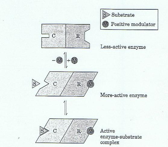 nteracções do enzima com actiadores e inibidores DQB Actiadores m enzimas alostéricos o sítio de ligação do substrato (subunidade catalítica C) e do actiador (subunidade reguladora R) são diferentes: