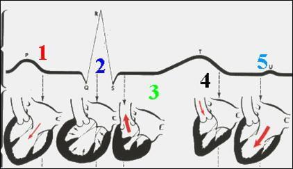 CICLO CARDÍACO 1) Início da diástole, abertura das válvulas tricúspide e mitral e enchimento ventricular; 2) Fechamento das válvulas de entrada, final da diástole; 3) Contração