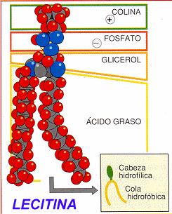 ligação da lecitina com a água e