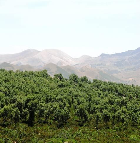 Combate à desertificação do solo Impacto do sector No combate à desertificação contribui para a fixação do solo e da matéria orgânica, diminuindo a erosão e aumentando a retenção de água.