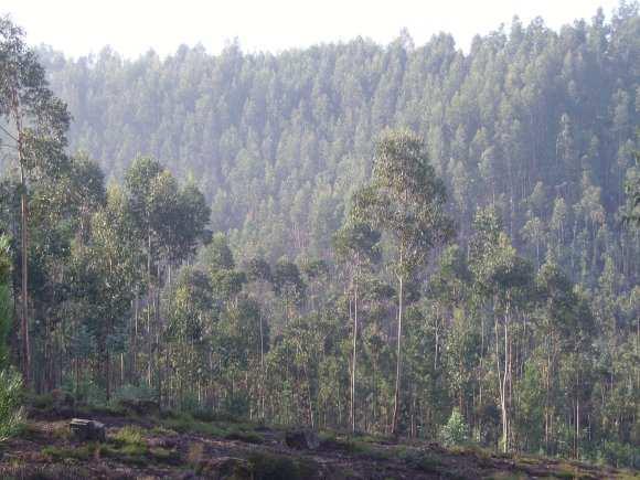 Comissão Municipal de Defesa da Floresta Contra Incêndios PLANO MUNICIPAL DE DEFESA DA FLORESTA