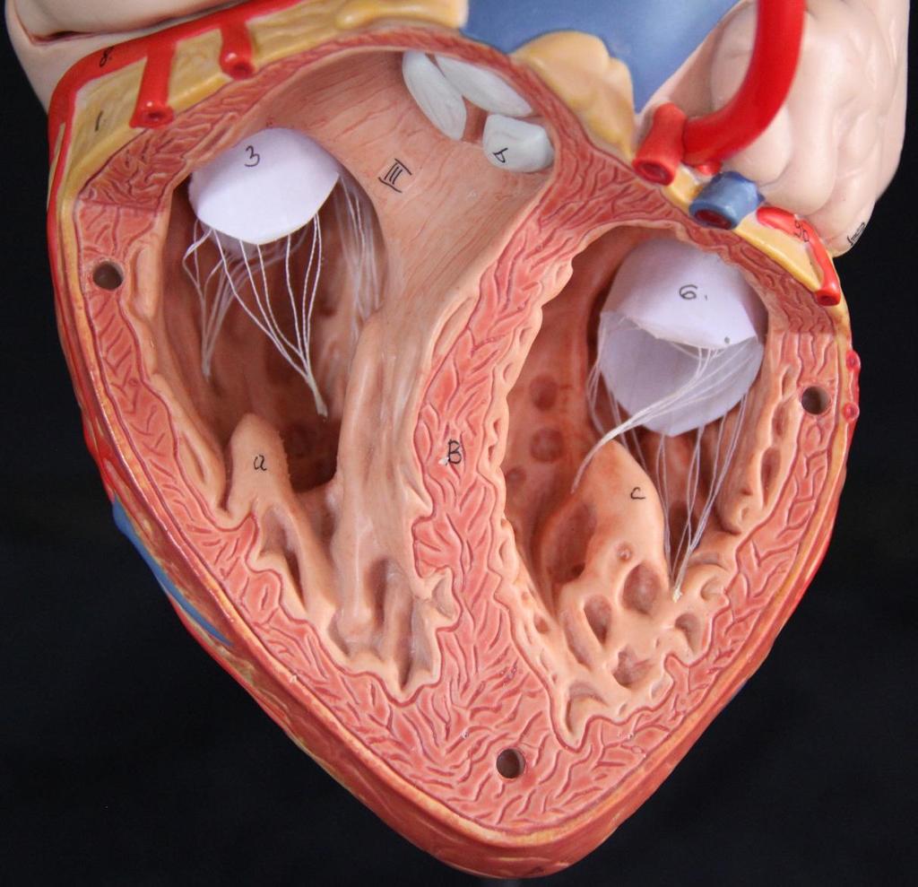 Valva do tronco pulmonar Valva atrioventricular direita (tricúspide) Valva atrioventricular esquerda (bicúspide)