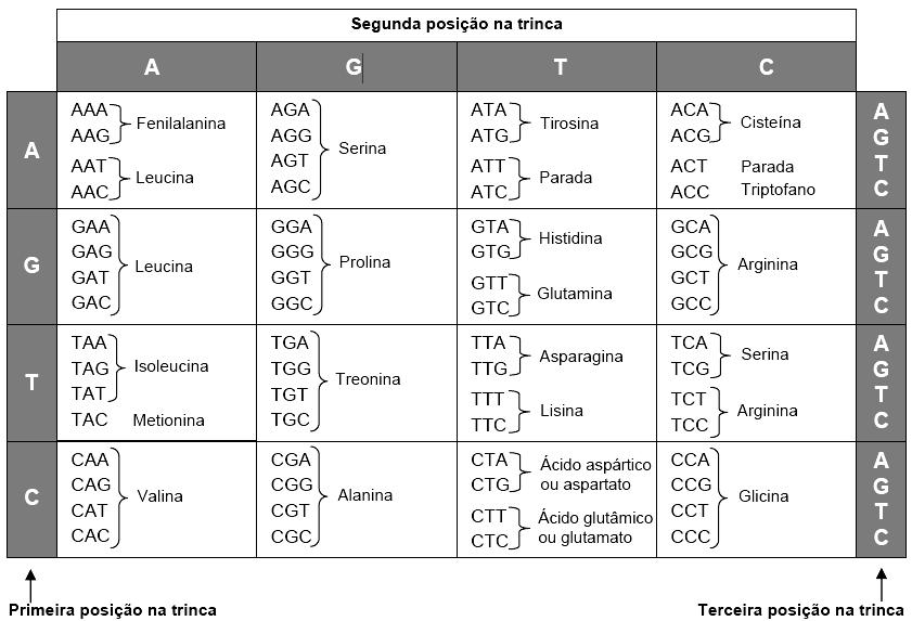 De acordo com o esquema apresentado, responda ao que se pede. a) O que é o código genético? b) Explique por que se diz que ele é degenerado.