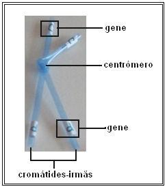 Na figura 1 temos representado o modelo de um cromossomo que pode ser encontrado em livros didáticos.