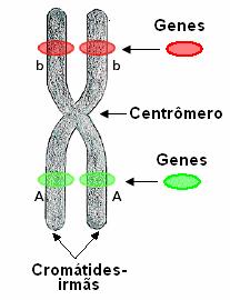 As cromátides representam as moléculas de DNA que compõem os cromossomos nessa fase e as regiões marcadas pelas letras b e A genes nelas encontrados. Fonte: marcobueno.