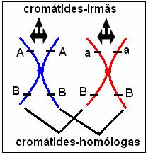 permitindo a discussão sobre a posição de genes alelos em cromossomos homólogos e a possibilidade da homozigose ou da heterozigose. 2ª Aula Cromossomos simples X Cromossomos duplicados. Objetivos.
