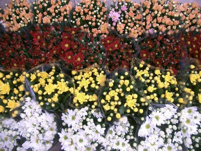 abertas Ponto 3 até 30 % da área do vaso com flores abertas Ponto 1