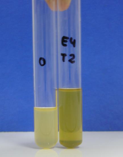 Figura 3 - Comparação da turbidez entre o tubo do controle positivo (à esquerda) e o tubo contendo extrato hidroalcoólico na concentração de 39,22% de P. pyrifolia (à direita).