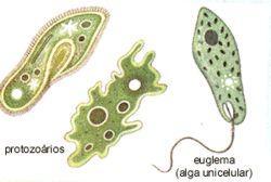 São aquáticas, autótrofas e podem ser tanto pluricelulares como unicelulares.