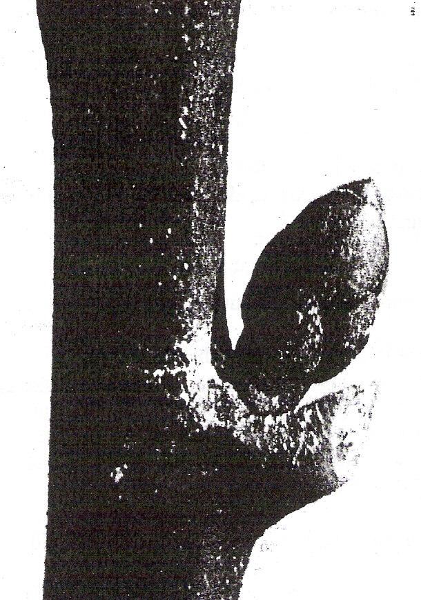 Figura 4 Uma gema axilar da espécie Laurus noblis.