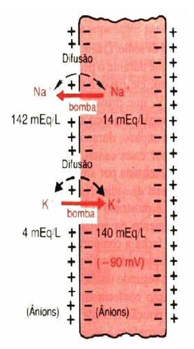 Fatores que determinam o valor do potencial de membrana A difusão de íons Na + e K + causa um potencial de membrana de -86mV (principalmente pela difusão de íons K + ; 100 vezes mais permeável)