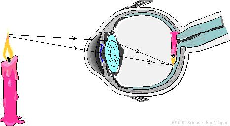 Formação de Imagens no Olho 13 Lente do nosso sistema visual é flexível, com a forma da lente sendo controlada pela tensão dos músculos