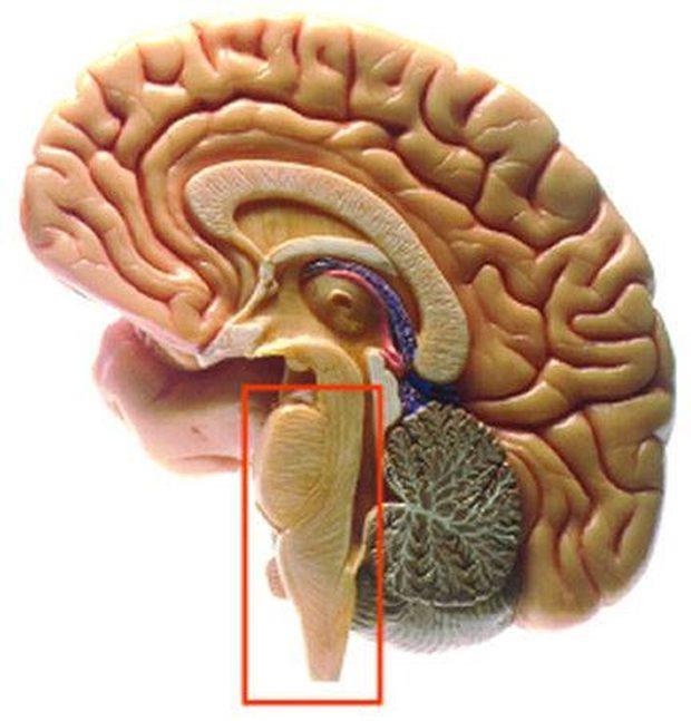 ENTENDENDO O CÉREBRO Outra região cerebral que destacamos para compreensão dos mecanismos do TDAH é o tronco encefálico.