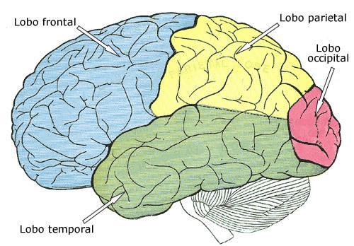 ENTENDENDO O CÉREBRO Algumas funções básicas do córtex são: - Lobo Frontal: planejamento de movimentos e ações, pensamento abstrato - Lobo Parietal: percepção e integração de sensações e estímulos do