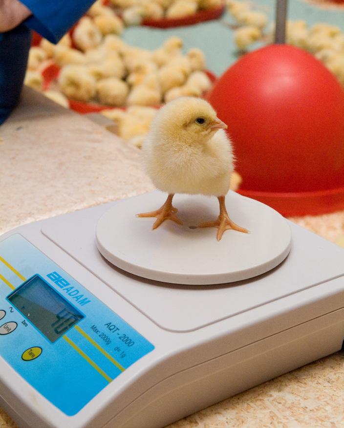 MANUAL DE MANEJO DE FRANGOS ROSS: Monitoramento do Peso e Uniformidade Figura 57: Balanças eletrônicas de plataforma para pesagem individual das aves até 7 dias de idade.