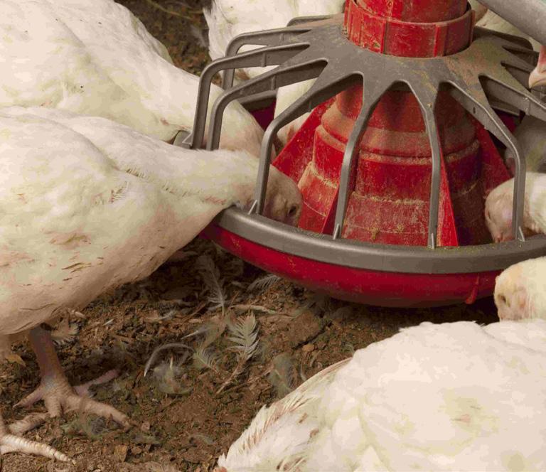 A ração deve ser distribuída de maneira equitativa e uniforme por todo o sistema de alimentação, para que todas as aves tenham igual oportunidade de se alimentar ao mesmo tempo.